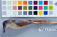 藏品(灰頭鷦鶯)的圖片